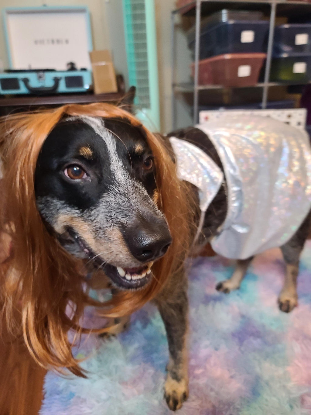 OLIVIA RODRIGO DOG costume Silver Sparkle Set guts Tour Replica Pop Star Halloween Pet Outfit Custom Size