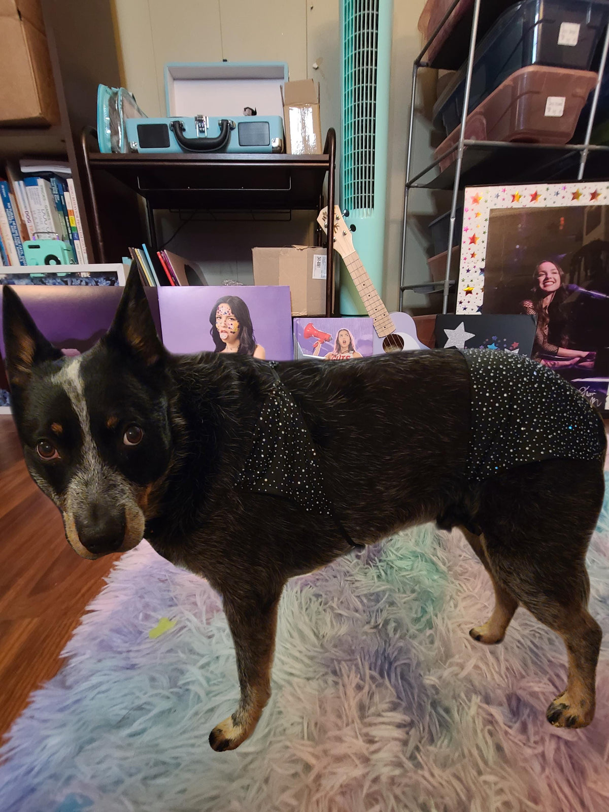 OLIVIA RODRIGO Black Sparkle Dog Costume GUTS Tour Second Outfit Rhinestone Pet Set Custom Size Halloween
