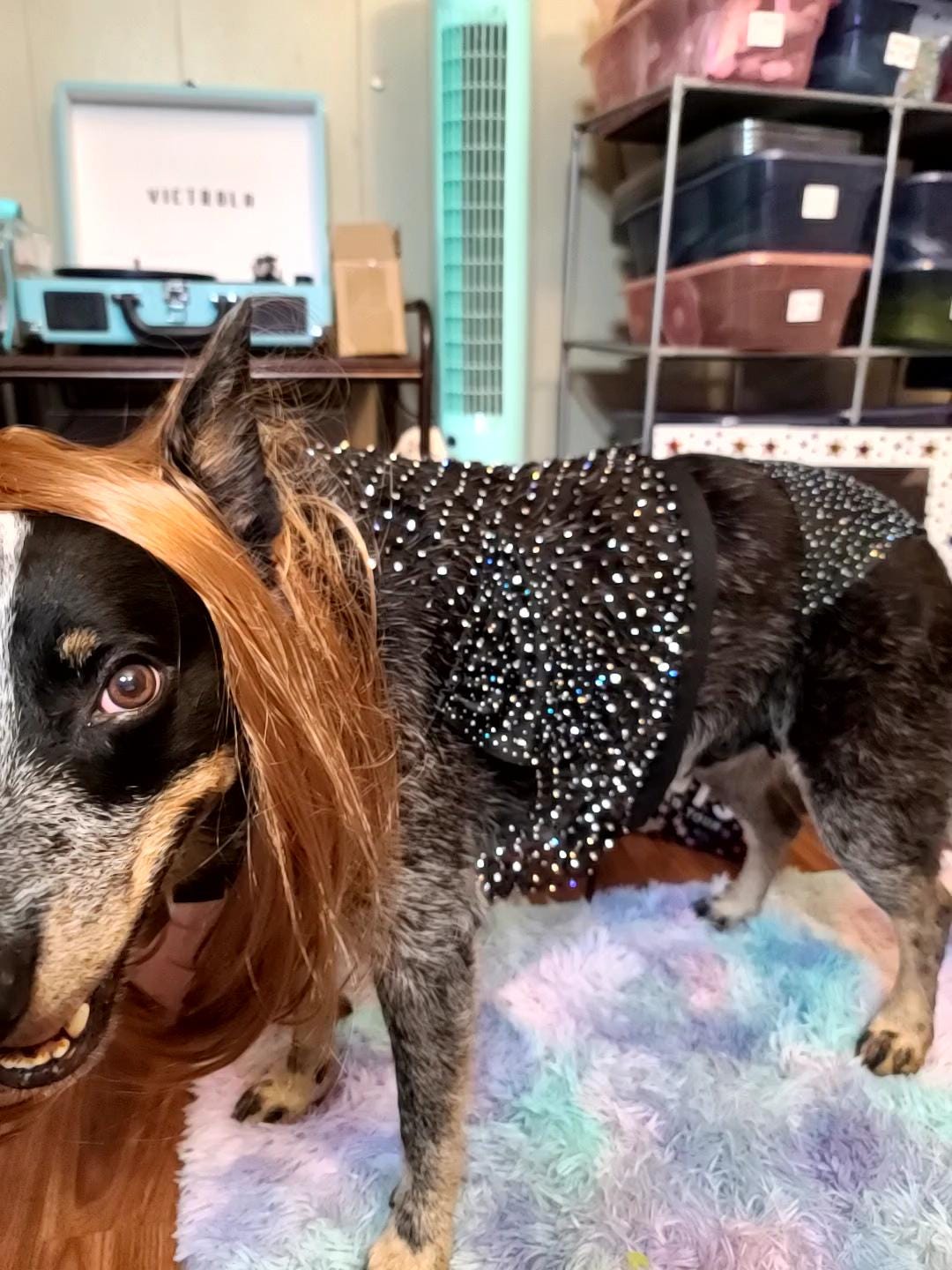 Olivia Rodrigo Dog Costume GUTS Tour Moon Mesh Dress Black Sparkle Layered Pet Outfit Custom Size Halloween
