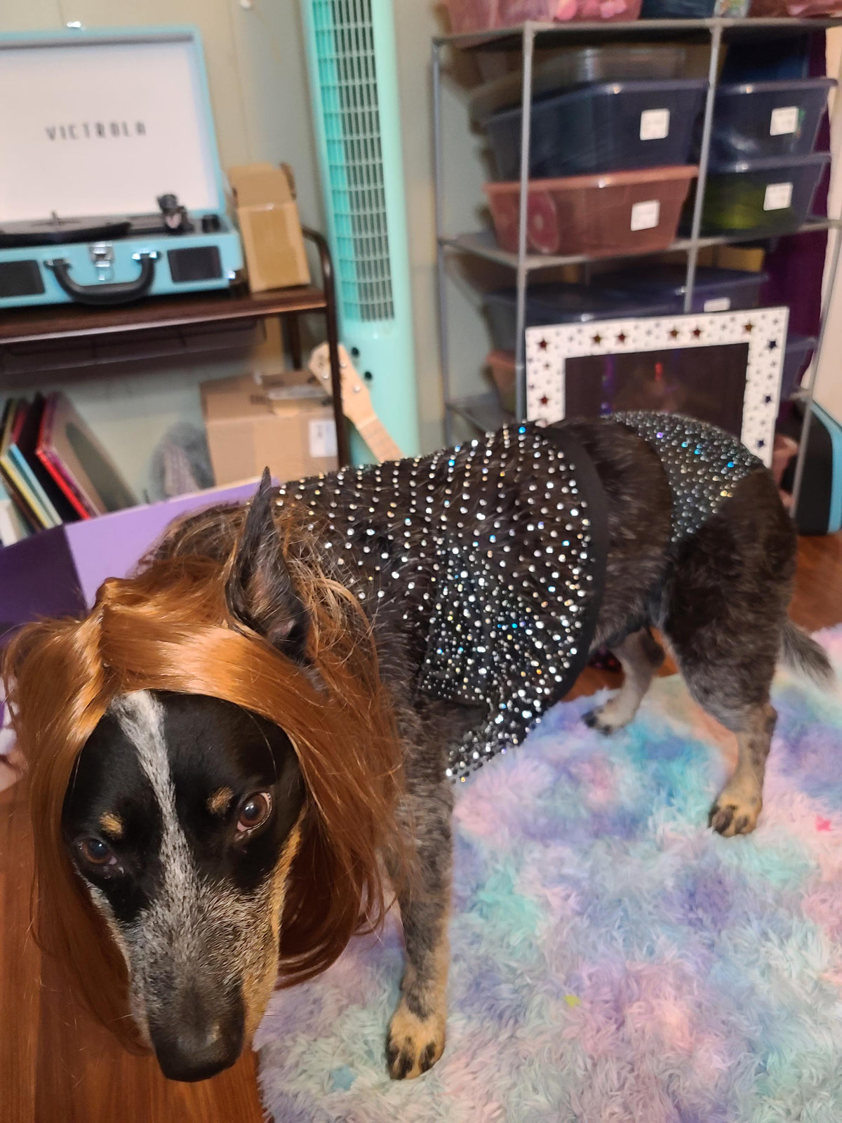 Olivia Rodrigo Dog Costume GUTS Tour Moon Mesh Dress Black Sparkle Layered Pet Outfit Custom Size Halloween