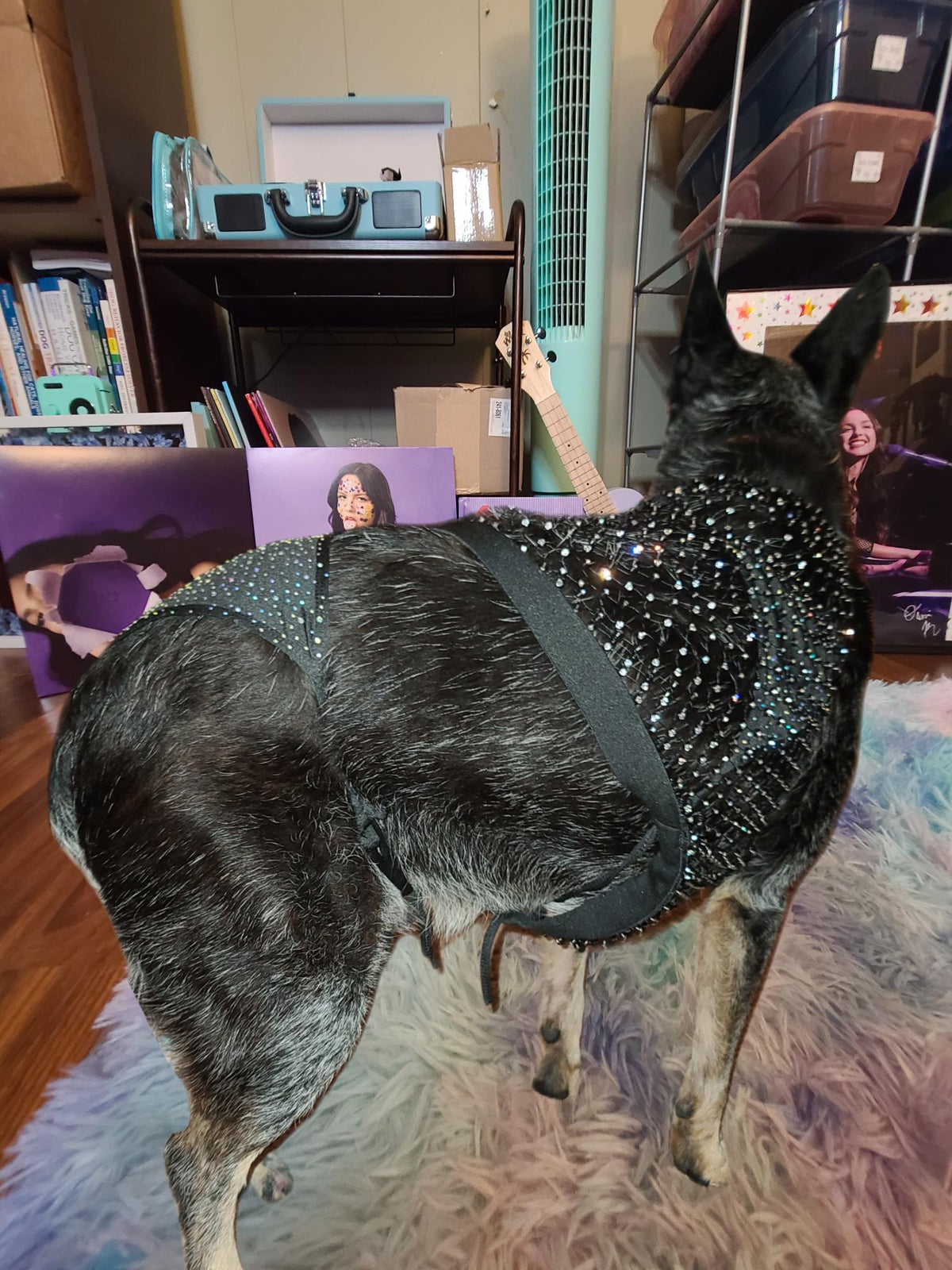 Olivia Rodrigo Dog Costume GUTS Tour Moon Mesh Dress Black Sparkle Layered Pet Outfit Custom Size Halloween