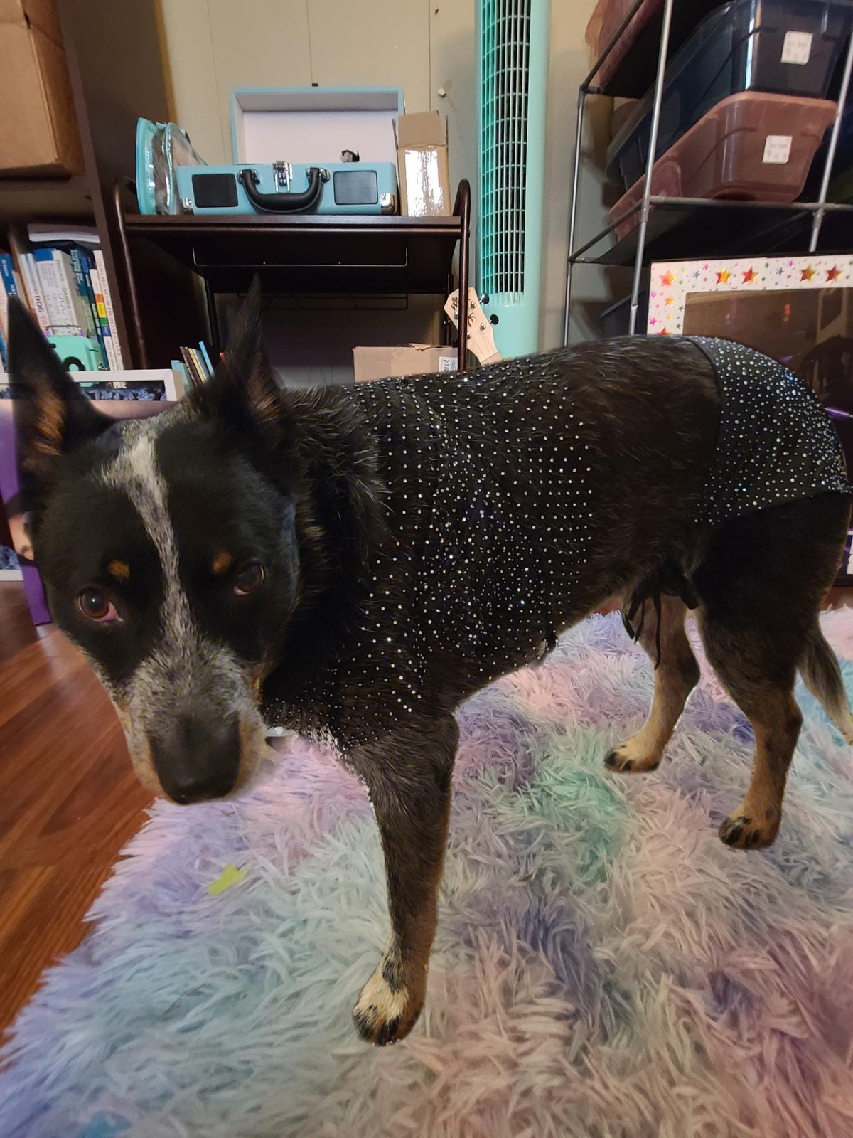 Olivia Rodrigo Dog Costume GUTS Tour Moon Mesh Dress Black Sparkle Layered Pet Outfit Custom Size Halloween