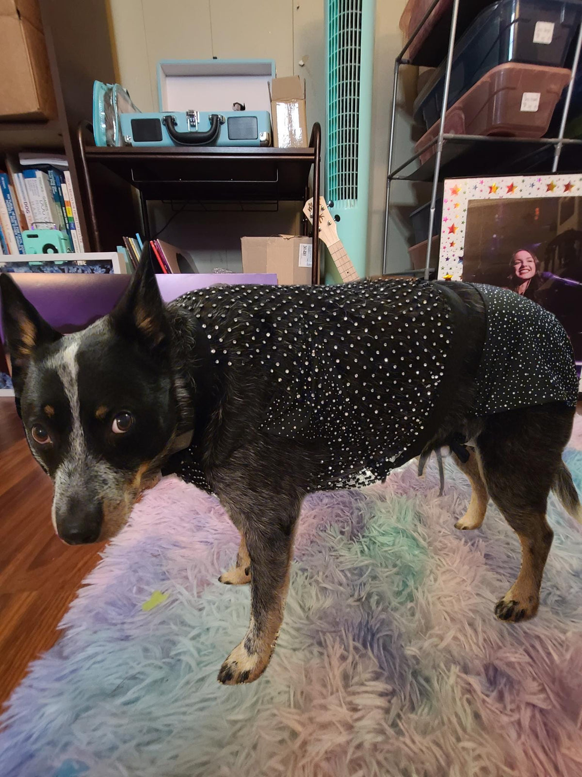 Olivia Rodrigo Dog Costume GUTS Tour Moon Mesh Dress Black Sparkle Layered Pet Outfit Custom Size Halloween