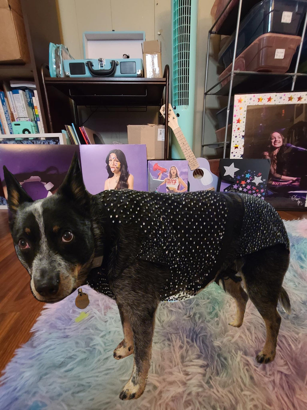 Olivia Rodrigo Dog Costume GUTS Tour Moon Mesh Dress Black Sparkle Layered Pet Outfit Custom Size Halloween