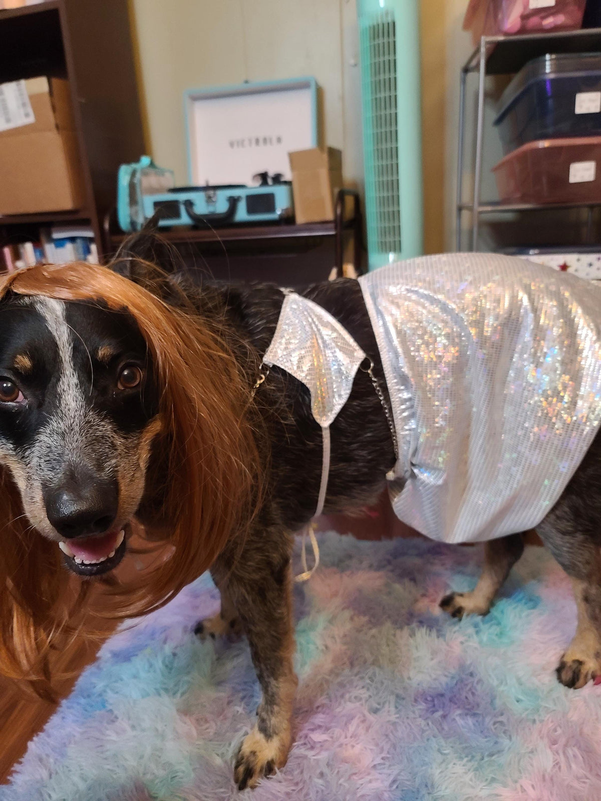 OLIVIA RODRIGO DOG costume Silver Sparkle Set guts Tour Replica Pop Star Halloween Pet Outfit Custom Size