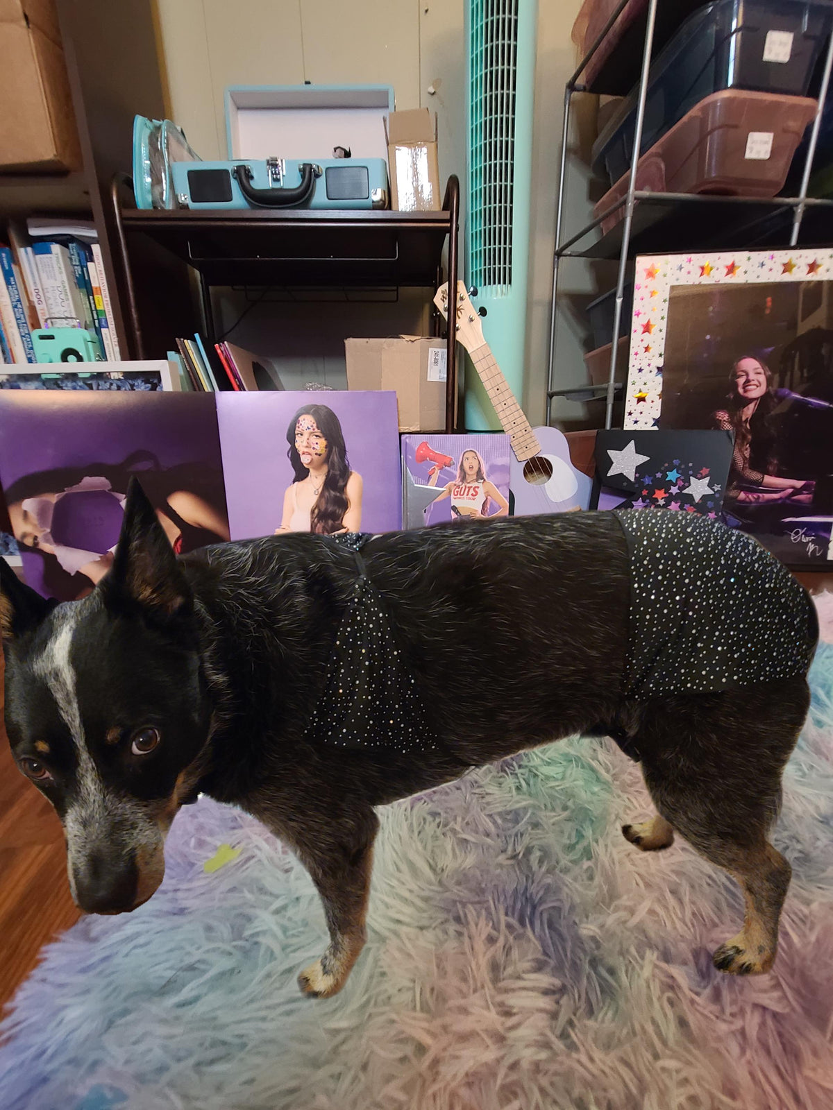 OLIVIA RODRIGO Black Sparkle Dog Costume GUTS Tour Second Outfit Rhinestone Pet Set Custom Size Halloween