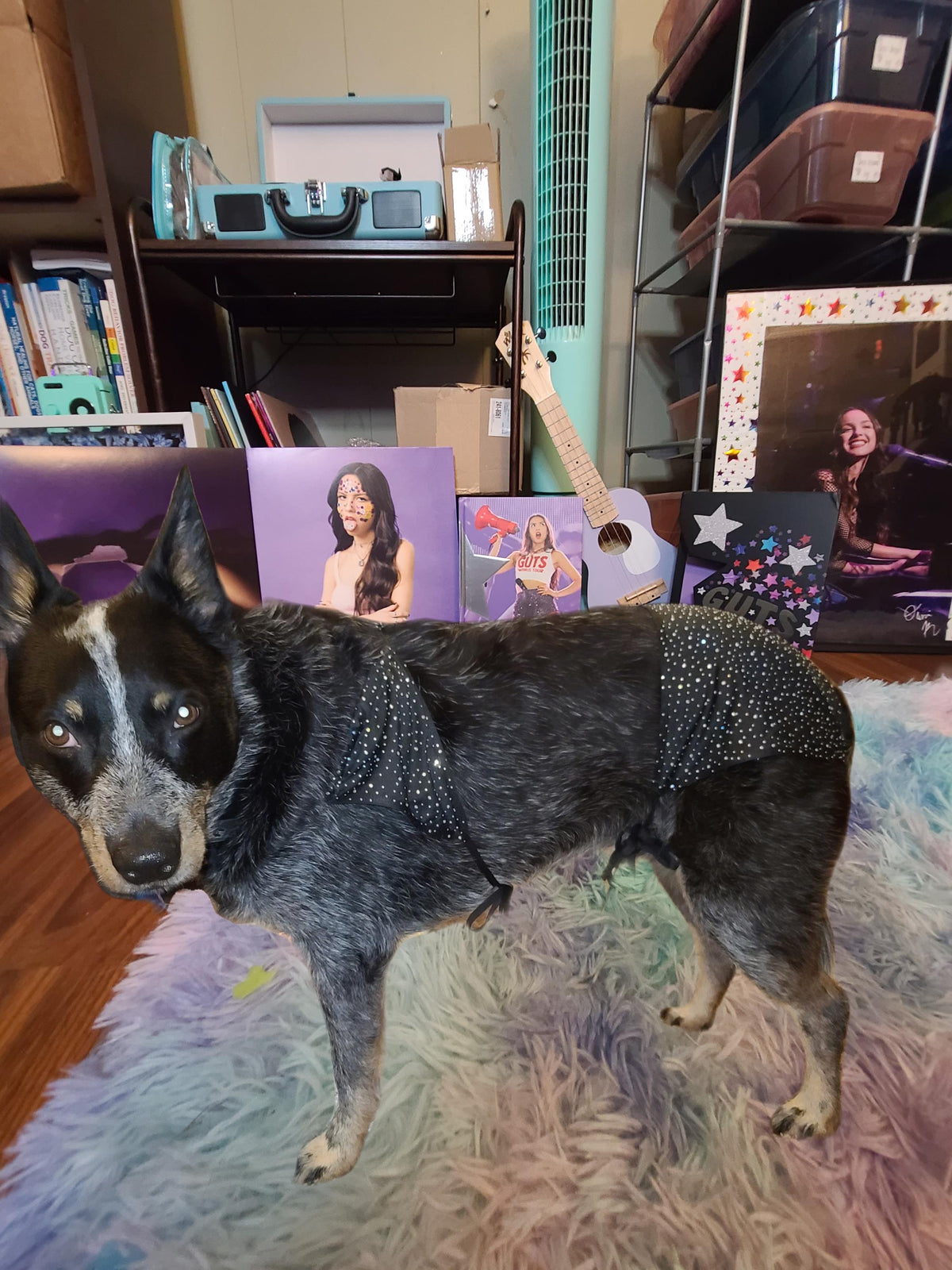 OLIVIA RODRIGO Black Sparkle Dog Costume GUTS Tour Second Outfit Rhinestone Pet Set Custom Size Halloween