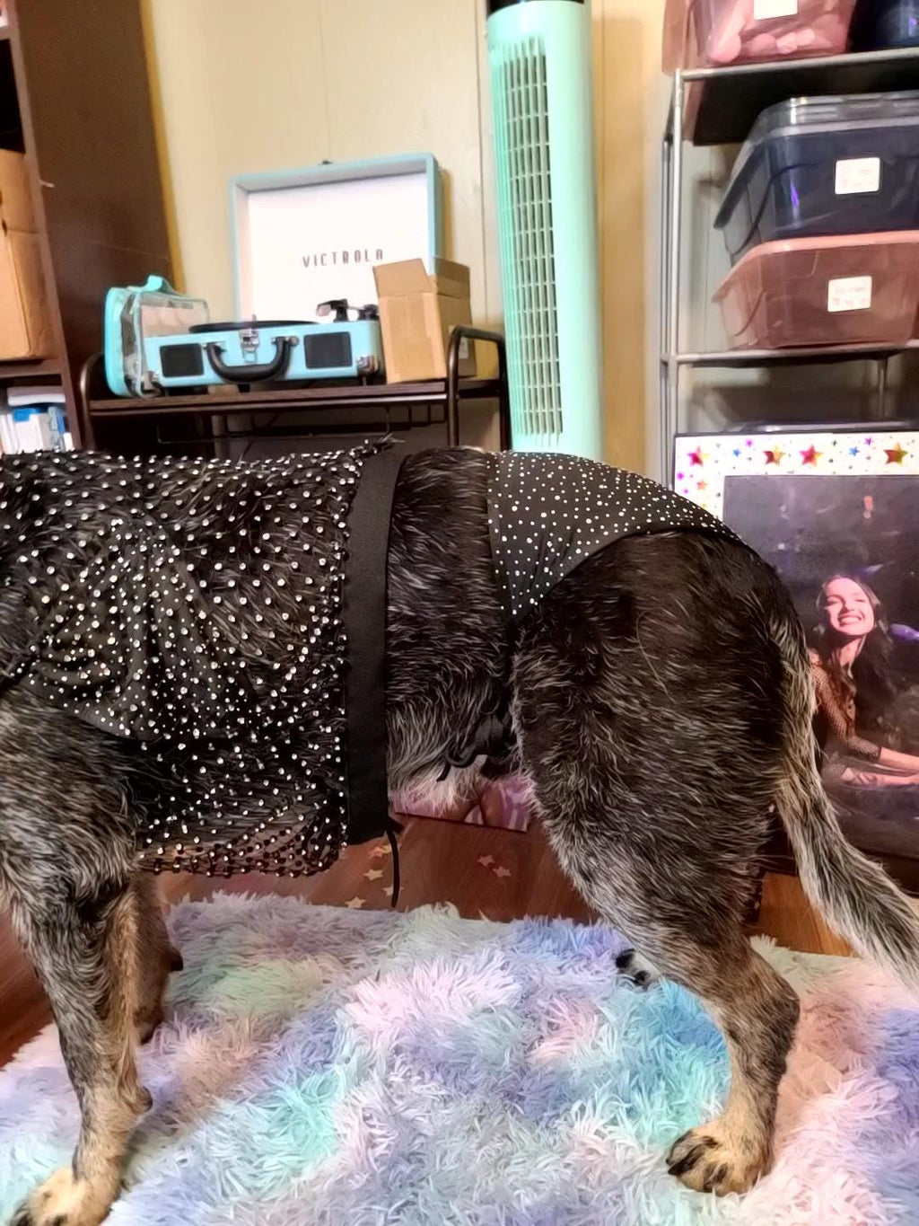 Olivia Rodrigo Dog Costume GUTS Tour Moon Mesh Dress Black Sparkle Layered Pet Outfit Custom Size Halloween