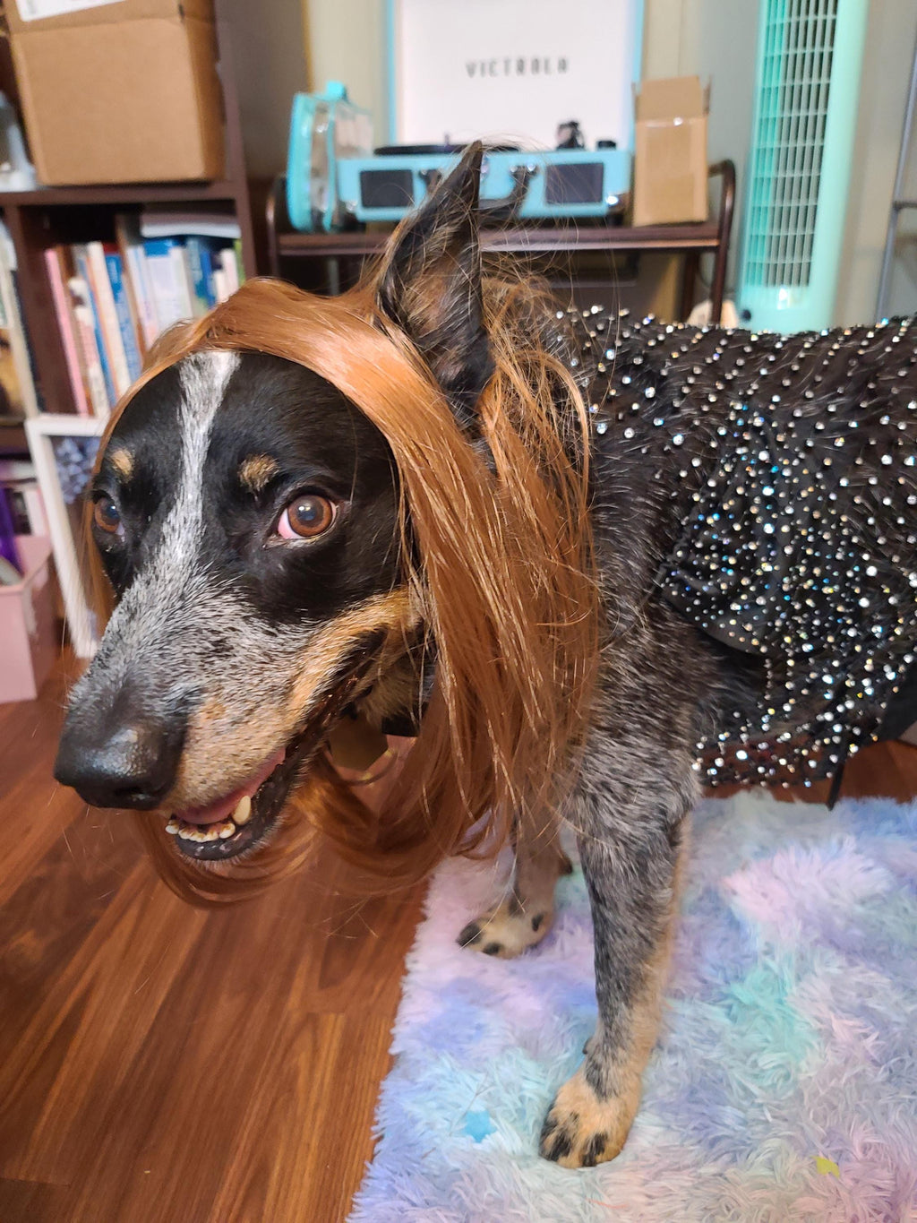 Olivia Rodrigo Dog Costume GUTS Tour Moon Mesh Dress Black Sparkle Layered Pet Outfit Custom Size Halloween