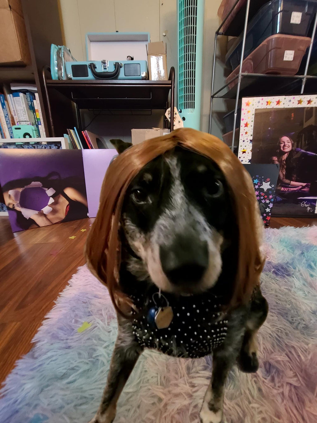 Olivia Rodrigo Dog Costume GUTS Tour Moon Mesh Dress Black Sparkle Layered Pet Outfit Custom Size Halloween