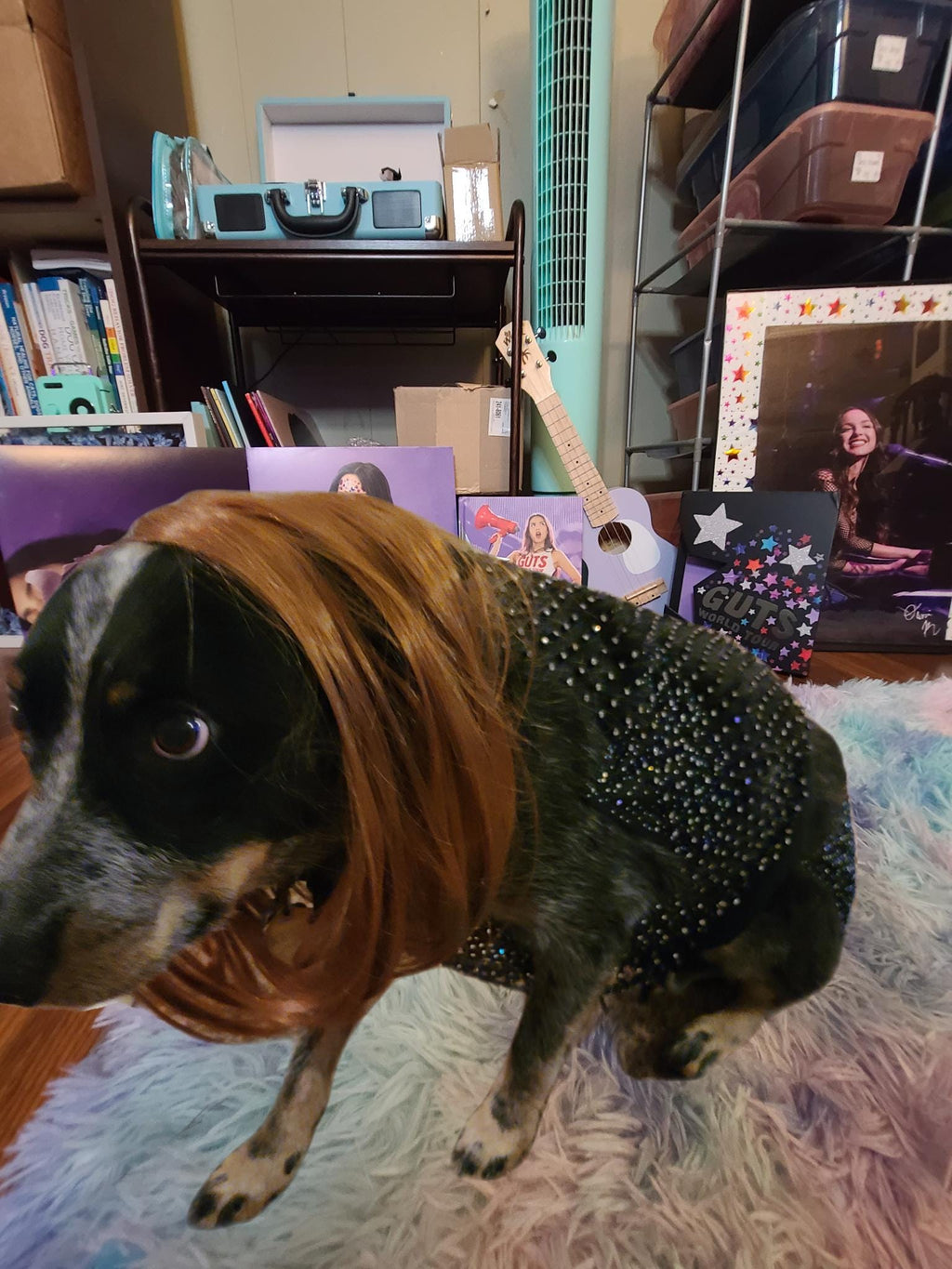 Olivia Rodrigo Dog Costume GUTS Tour Moon Mesh Dress Black Sparkle Layered Pet Outfit Custom Size Halloween